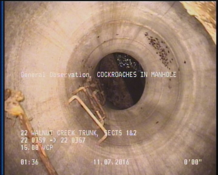 General Observation - COCKROACHES IN MANHOLE