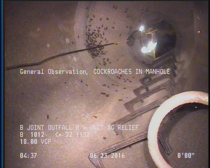 General Observation - COCKROACHES IN MANHOLE