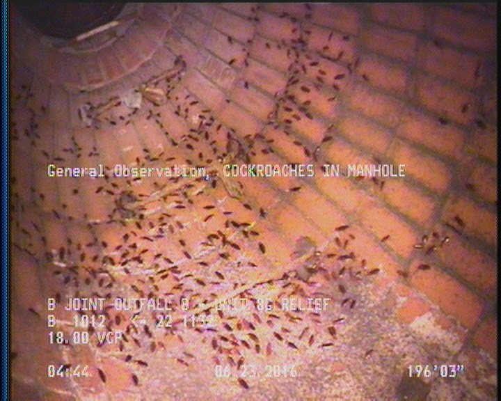 General Observation - COCKROACHES IN MANHOLE