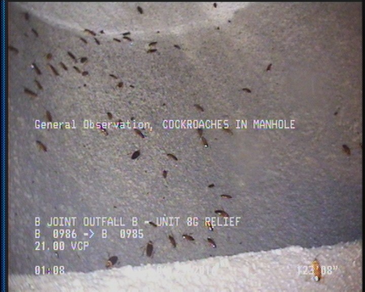 General Observation - COCKROACHES IN MANHOLE