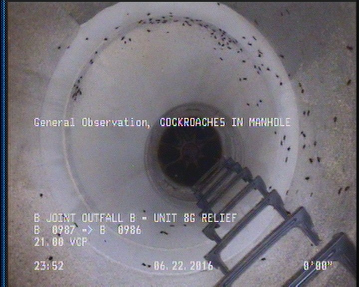 General Observation - COCKROACHES IN MANHOLE