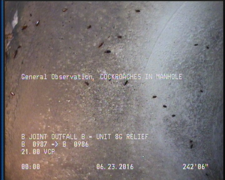General Observation - COCKROACHES IN MANHOLE