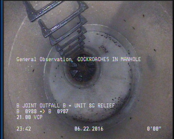 General Observation - COCKROACHES IN MANHOLE