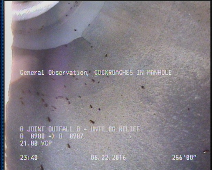 General Observation - COCKROACHES IN MANHOLE