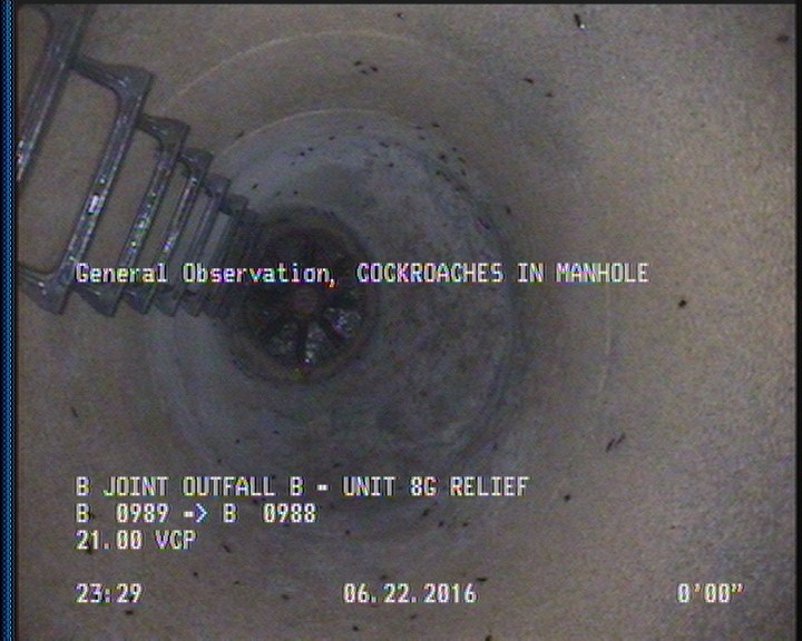 General Observation - COCKROACHES IN MANHOLE