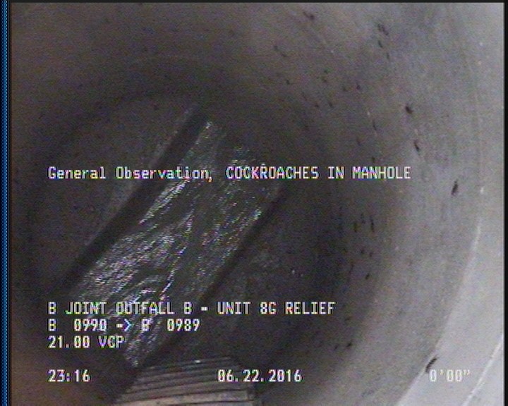 General Observation - COCKROACHES IN MANHOLE