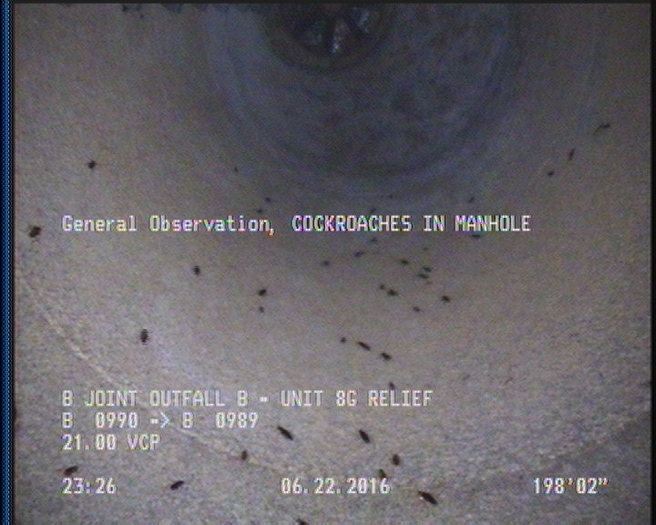 General Observation - COCKROACHES IN MANHOLE