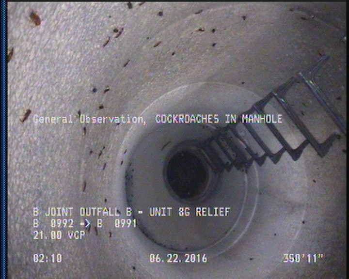 General Observation - COCKROACHES IN MANHOLE