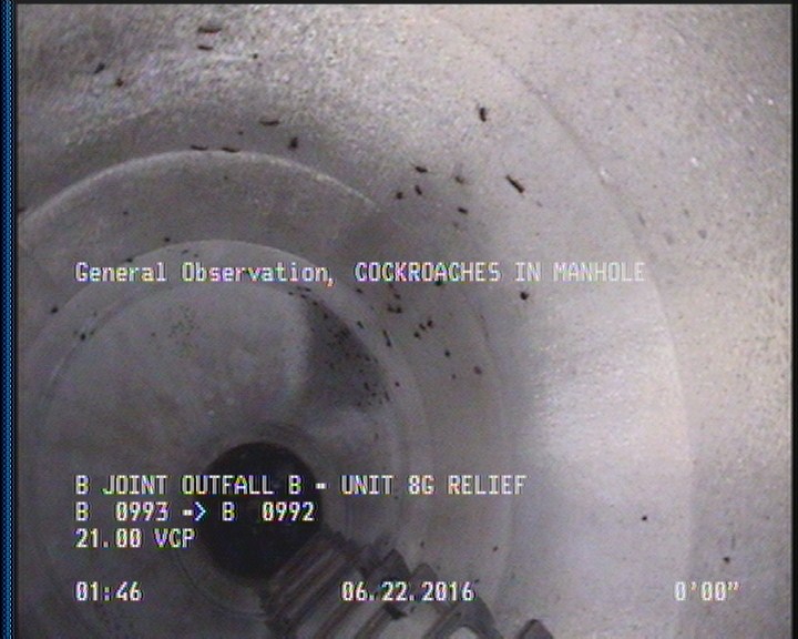 General Observation - COCKROACHES IN MANHOLE