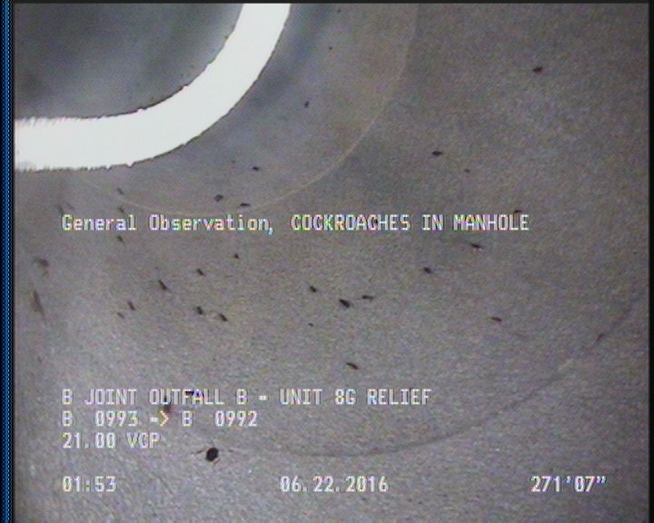 General Observation - COCKROACHES IN MANHOLE