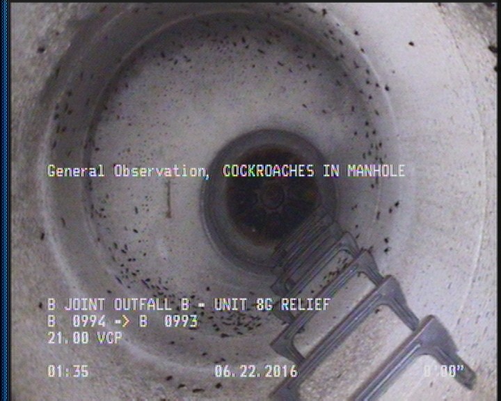 General Observation - COCKROACHES IN MANHOLE