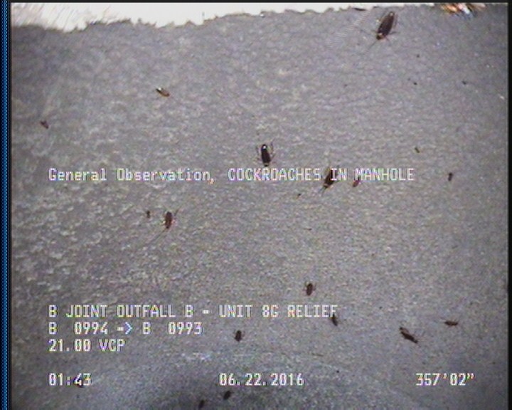 General Observation - COCKROACHES IN MANHOLE