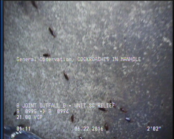 General Observation - COCKROACHES IN MANHOLE