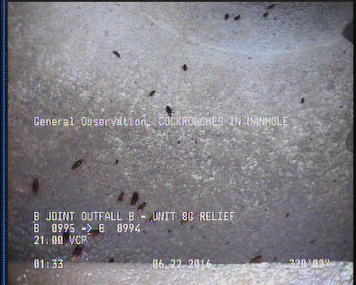 General Observation - COCKROACHES IN MANHOLE