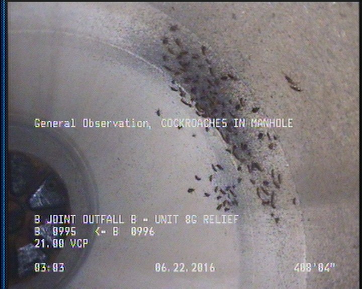 General Observation - COCKROACHES IN MANHOLE