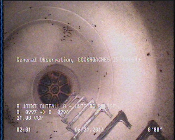 General Observation - COCKROACHES IN MANHOLE