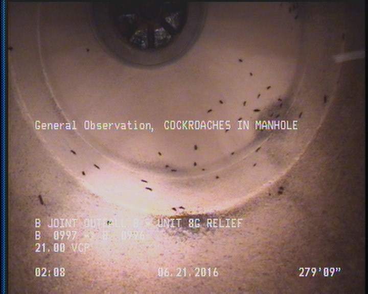 General Observation - COCKROACHES IN MANHOLE