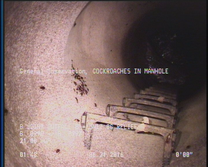General Observation - COCKROACHES IN MANHOLE