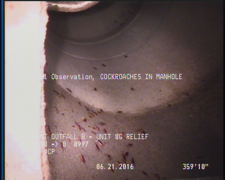 General Observation - COCKROACHES IN MANHOLE