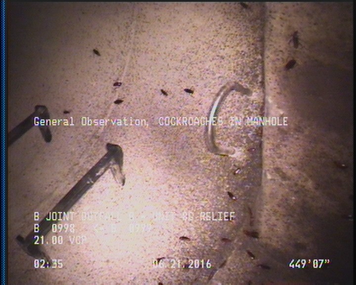 General Observation - COCKROACHES IN MANHOLE