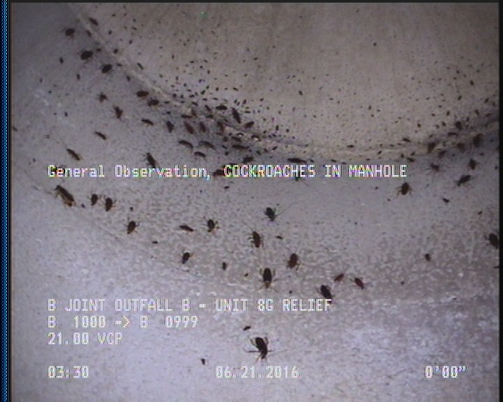 General Observation - COCKROACHES IN MANHOLE