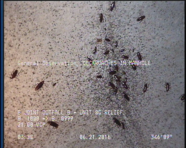 General Observation - COCKROACHES IN MANHOLE