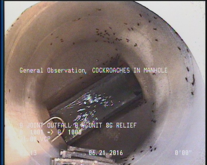 General Observation - COCKROACHES IN MANHOLE