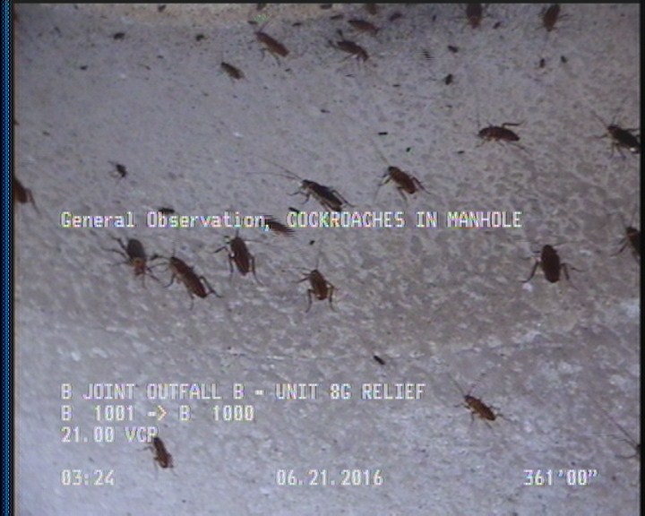 General Observation - COCKROACHES IN MANHOLE