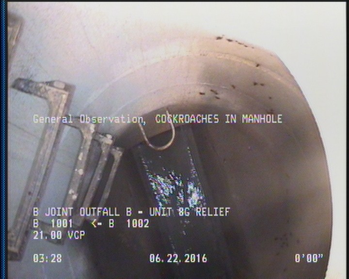 General Observation - COCKROACHES IN MANHOLE
