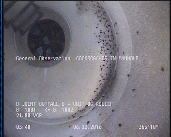 General Observation - COCKROACHES IN MANHOLE