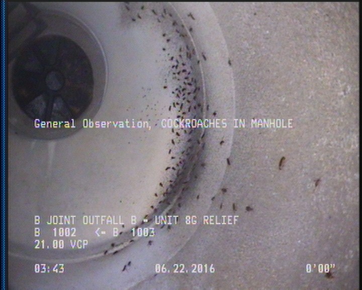 General Observation - COCKROACHES IN MANHOLE