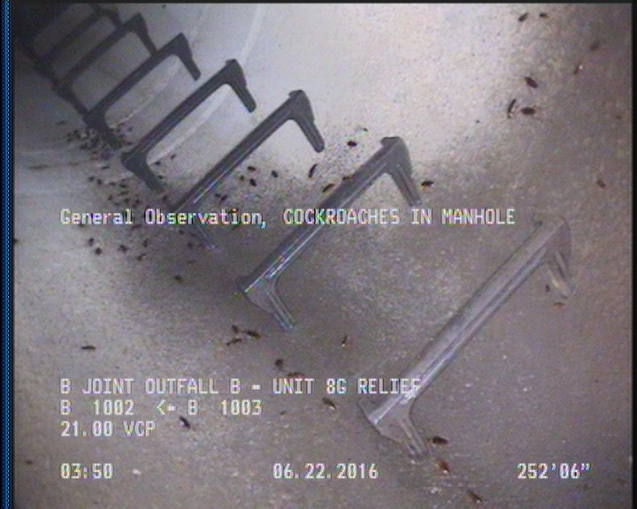 General Observation - COCKROACHES IN MANHOLE