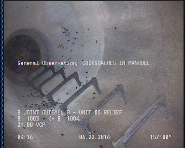 General Observation - COCKROACHES IN MANHOLE