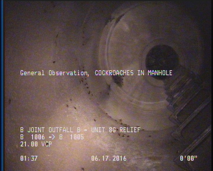 General Observation - COCKROACHES IN MANHOLE