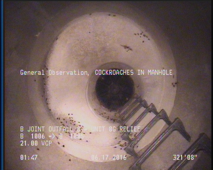 General Observation - COCKROACHES IN MANHOLE
