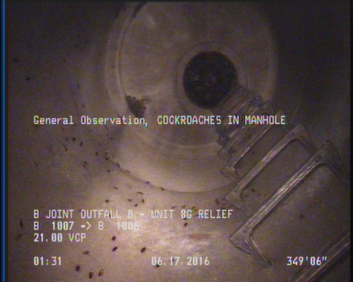 General Observation - COCKROACHES IN MANHOLE