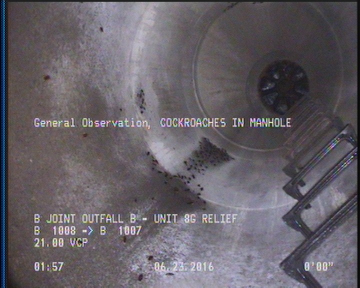General Observation - COCKROACHES IN MANHOLE