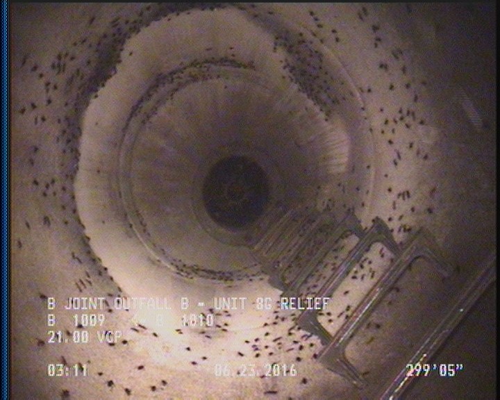 General Observation - COCKROACHES IN MANHOLE