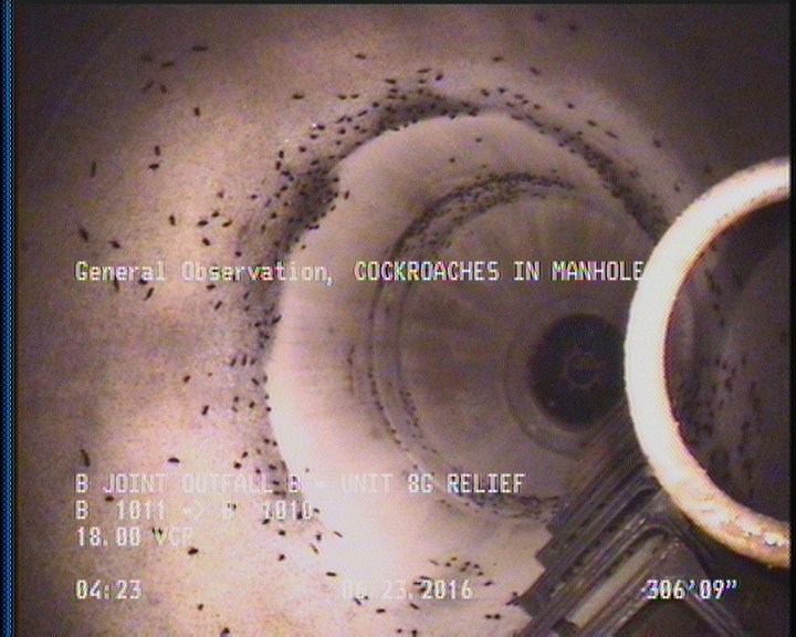 General Observation - COCKROACHES IN MANHOLE