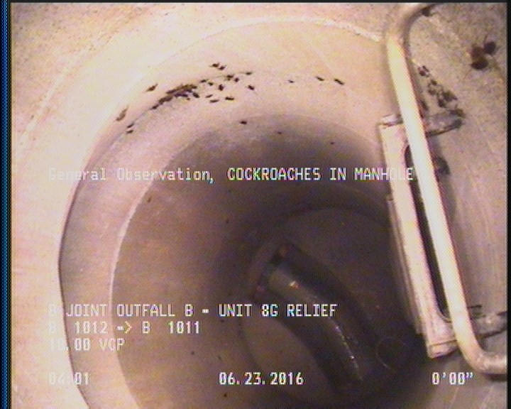 General Observation - COCKROACHES IN MANHOLE