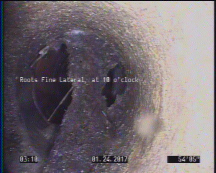 Roots Fine Lateral, at 10 o'clock