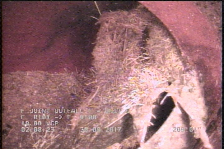 Roots Fine Lateral, at 03 o'clock