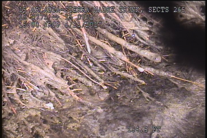 Survey Abandoned - 80% ROOTS
