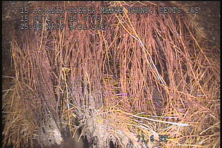 General Photograph - 80% ROOTS