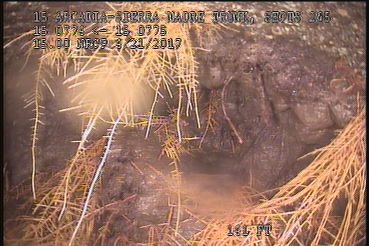 General Photograph - 80% ROOTS