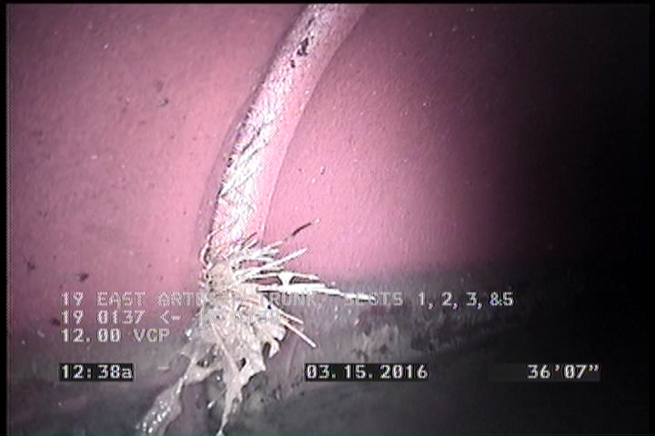Roots Fine Joint, at 09 o'clock, within 8 inches of joint: NO