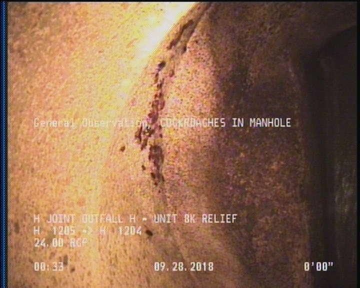 General Observation - COCKROACHES IN MANHOLE
