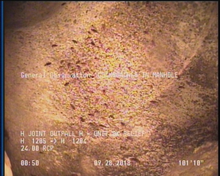 General Observation - COCKROACHES IN MANHOLE