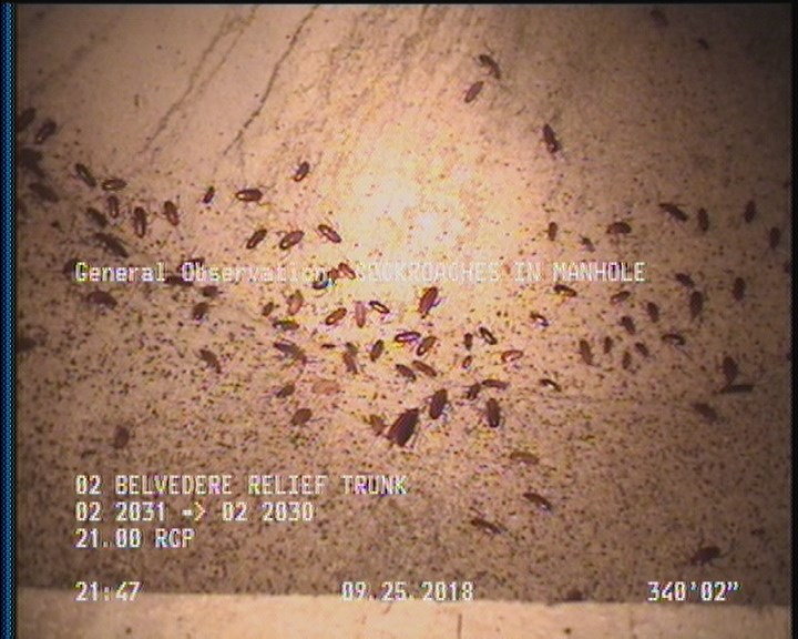 General Observation - COCKROACHES IN MANHOLE