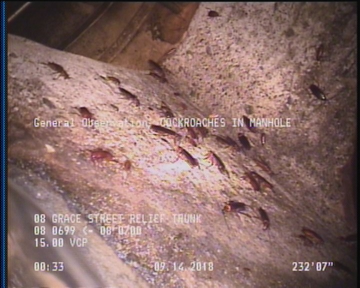 General Observation - COCKROACHES IN MANHOLE